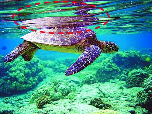 물속 표면에서의 전반사 (빨간 원)(Wikimedia, Brocken Inaglory)