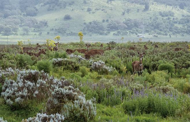 발레 마운틴 국립공원에서 가장 쉽게 볼 수 있는 사슴