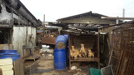 경기 평택에 있는 한 개농장은 음식물 폐기물처리신고도 하지 않고 개들에게 음식물쓰레기를 먹이다 적발됐다. 경기도 특별사법경찰단 제공.