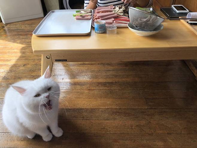 “나도 명절 음식 먹고 싶다”고 말하는 듯한 히끄의 표정.