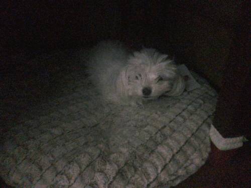 유기견으로 떠돌다가 최근 입양된 강아지 `향단이`. 학대를 당한 경험이 있어 아직 사람을 경계한다. [사진 = 문성주 인턴기자]