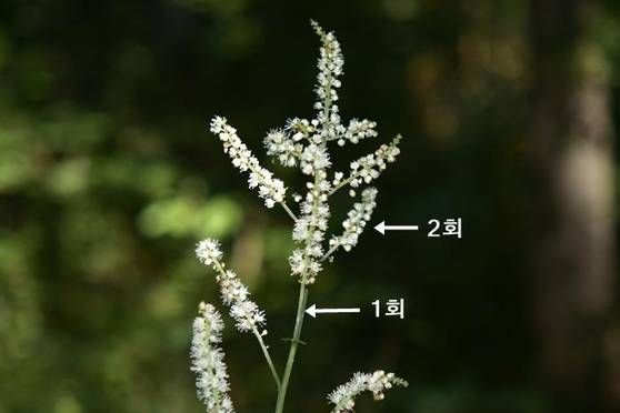 승마의 꽃차례는 2회 겹총상꽃차례다