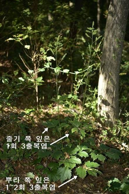 승마의 뿌리 쪽 잎과 줄기 쪽 잎