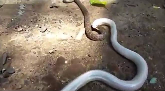 알비노 뱀이 살아있는 갈색뱀을 한 입에 삼키는 기괴한 모습(유튜브 영상 캡처)
