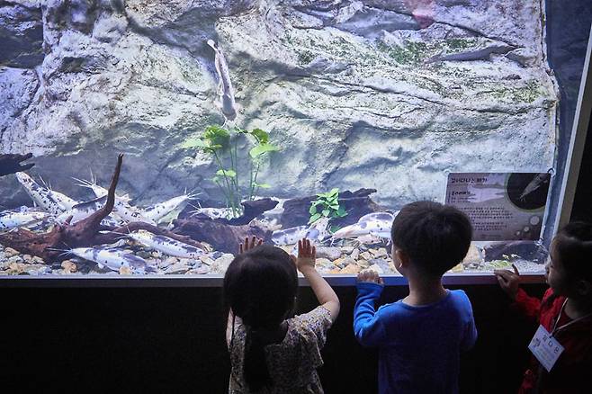 물고기의 움직임을 따라 고개를 움직이는 아이들