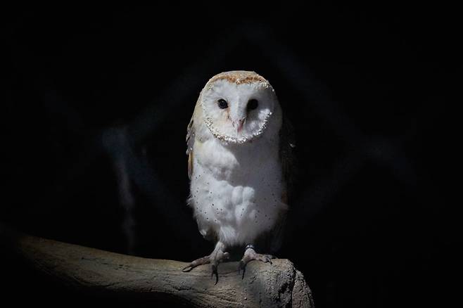 관람객들의 눈을 바라보는 가면올빼미