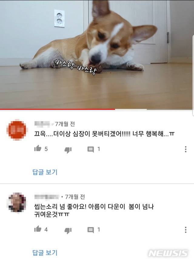 【서울=뉴시스】고은결 기자 = 유튜버 김지훈씨가 지난 3월1일 유튜브에 게시한 '웰시코기 3마리 강풍 산책 후 오리목뼈 간식먹방 ASMR' 영상의 하단에는 '씹는 소리 넘 좋다' 등의 답글이 달려있다. 2018.10.12 (사진=유튜브 캡쳐) keg@newsis.com