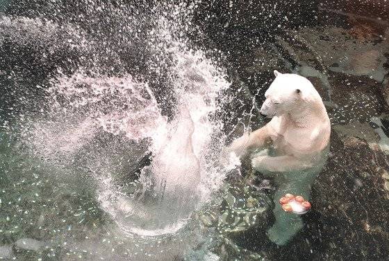 21일 용인 에버랜드에서 동물원 여름나기 행사가 열렸다. 고령으로 올 가을 영국으로 이민가는 국내에 유일하게 남은 북극곰 통키가 4년만에 공식행사에 마지막으로 등장해 얼음생선,과일 등을 먹으며 놀고 있다. 20180621 용인=최승식 기자