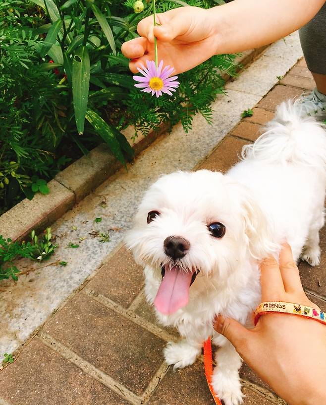 반려견 똘이와 코스모스. 합쳐서 코똘이라 이름 붙였다. 산책을 하다가 기분이 좋은지 웃고 있다./사진=남형도 기자
