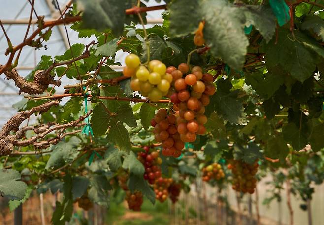 비닐하우스에서 재배되고 있는 포도. 만지면 적지 않은 벌금이 부과된다