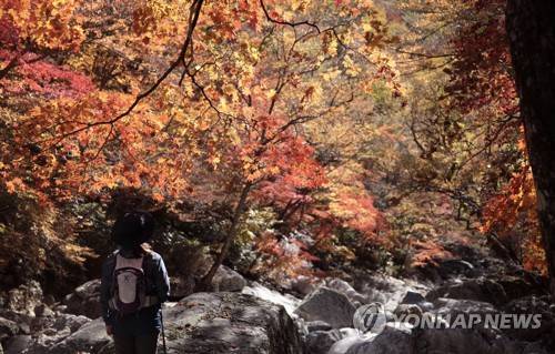 지리산의 가을 [구례군 제공]