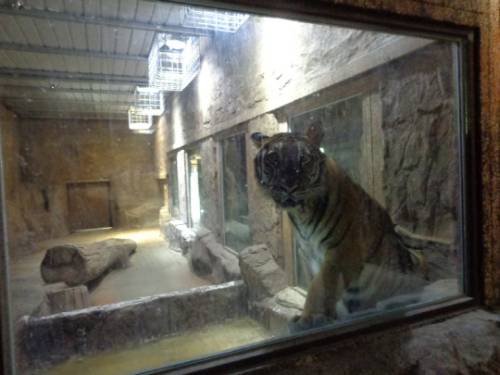 좁은 전시관에 갇혀있는 호랑이. 동물자유연대 제공