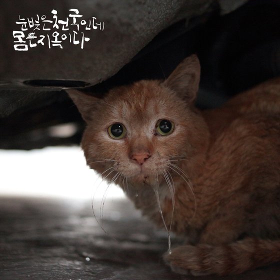 하루하루 힘겹게 살아가는 한국의 길고양이 [김하연 사진작가 제공]