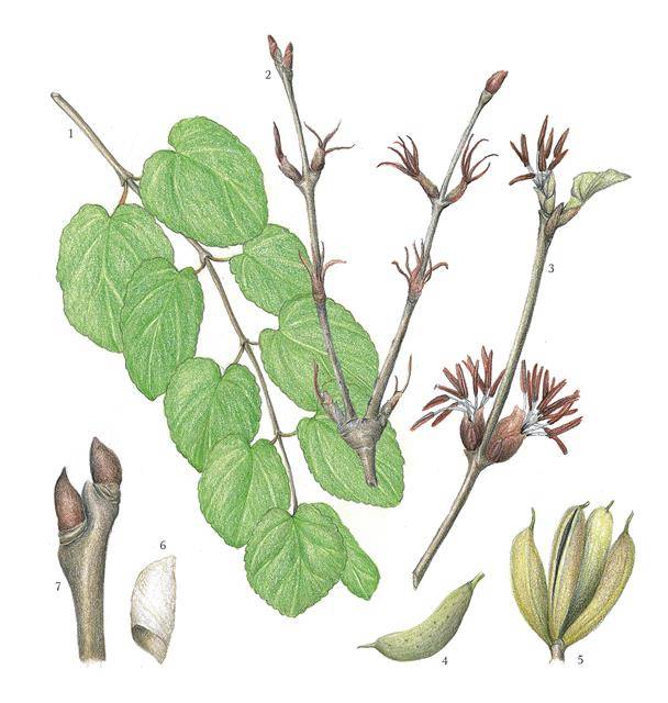 계수나무의 형태. ①잎이 달린 가지 ②암꽃 ③수꽃 ④⑤ 열매 ⑥씨앗 ⑦겨울눈