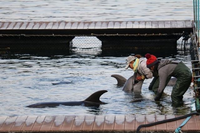 일본 다이지에서 돌고래 포획 관계자들이 잡힌 돌고래의 상태를 점검하고 있다. 돌핀프로젝트 제공