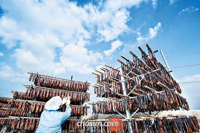 포항 구룡포 해안가에서 만난 과메기 덕장. 꽁치를 해풍에 말리면 쫄깃하고 고소한 겨울 별미가 된다. / 김종연 영상미디어 기자