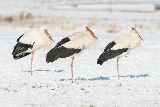 황새 세마리가 눈 밭 위에서 외발로 서 있다. 발 하나를 품 안으로 감추는 것 또한 겨울철 찬바람에 노출된 다리를 따뜻하게 유지하기 위해서다. [EPA=연합]