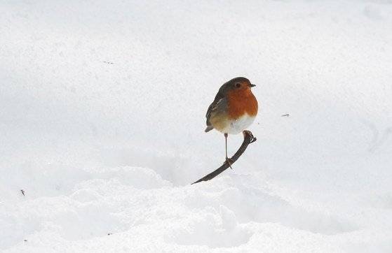 아일랜드 더블린의 한 눈덮인 공원에 앉은 울새 한마리.가냘픈 다리가 그대로 얼어버릴 듯 하지만 저 속에도 정교한 열교환시스템이 있어 체온을 유지해준다. [EPA=연합]