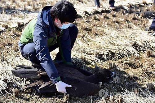 구조되는 독수리 [연합뉴스 자료사진]