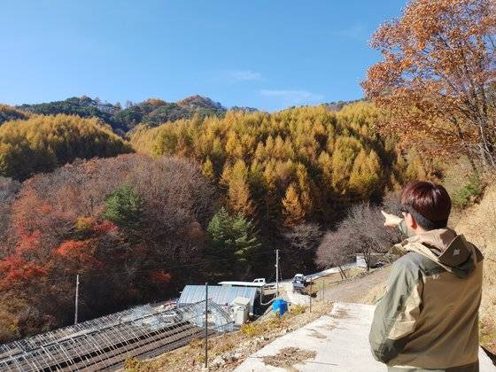 태백산국립공원의 일본잎갈나무 숲. 큰 키가 주변의 키 작은 단풍나무 숲과 뚜렷이 구별된다. 태백산=박진호 기자