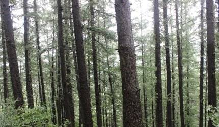 태백산 일본잎갈나무 [사진 한국환경생태학회]