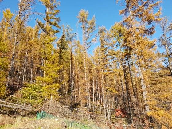 태백산국립공원의 일본잎갈나무 숲. 군데군데 바람에 쓰러진 나무들이 눈에 띈다. 태백산=박진호 기자