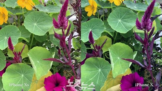 왼쪽은 아이폰 Xs, 오른쪽은 아이폰 X로 찍은 사진 (사진=김연지 기자)