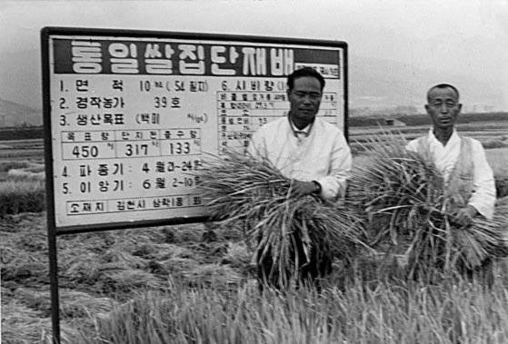 통일벼 수확당시의 모습 [중앙포토]