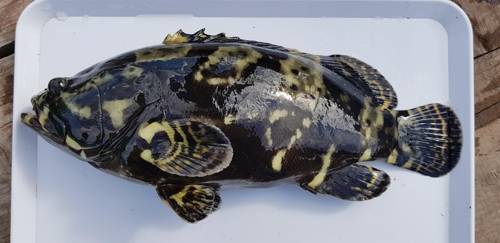 대왕범바리 [국립수산과학원 제공]