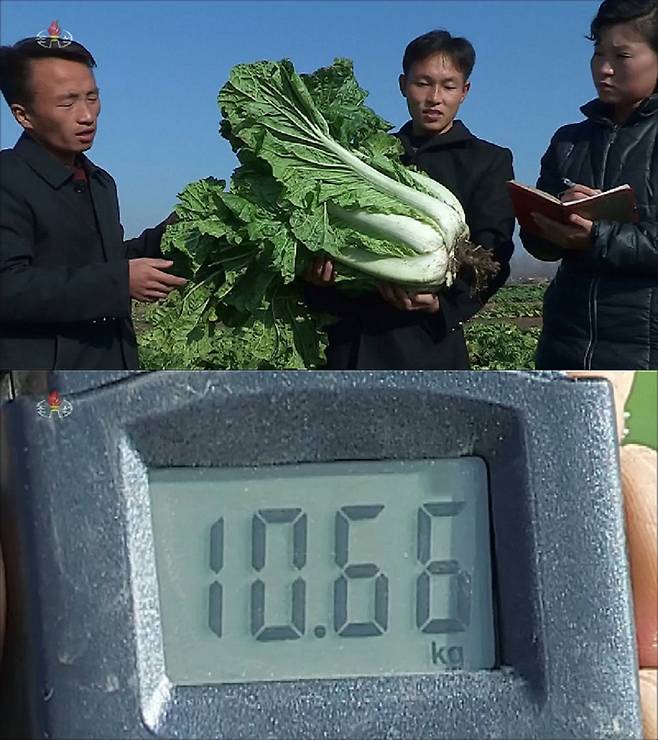 북한서 육종된 10kg짜리 대형배추 (사진=연합뉴스)