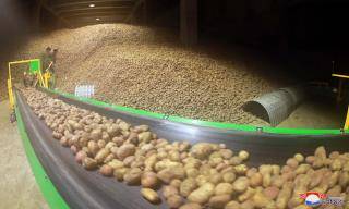 북한, 대홍단 왕 감자 이어 ‘왕 배추’ 등장