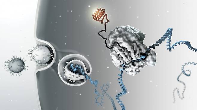 RNA 간섭을 이용한 약물이 처음으로 미국식품의약국의 시판 허가를 받았다-Science 제공