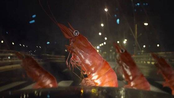 비틀스 앨범을 패러디해 새우 4마리가 걸어가는 버거킹 광고. [사진 제일기획]