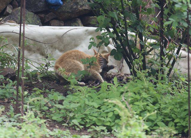 지난 2015년 4월 전남 홍도에서 흰배지빠귀 사냥에 성공한 길고양이. 이우만씨 제공