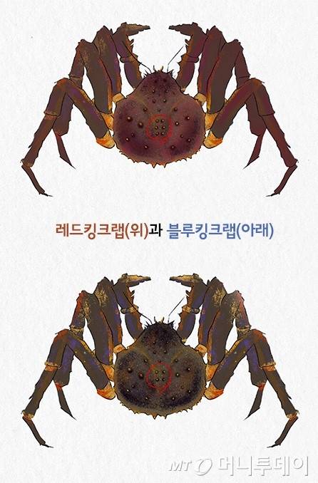 레드킹크랩과 블루킹크랩을 비교한 일러스트/사진=유연수 디자이너