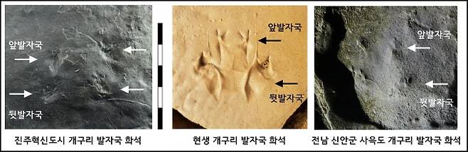 이번에 발견된 진주의 개구리 발자국 화석(왼쪽)과 현생 개구리를 이용해 실험한 발자국(가운데), 그리고 2017년 발견된 전남 신안 사옥도의 개구리 발자국 화석(오른쪽). -사진 제공 진주교대