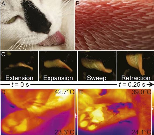 A: 고양이는 깨어있는 시간의 24%를 털을 핥으며 보낸다. B: 고양이 혀를 자세히 들여다보면 가시 같은 유두가 290개 정도 존재한다. C: 고양이가 털을 핥는 과정은 네 단계(혀 내밀기, 펴기, 쓸기, 집어넣기)로 이뤄진다. D&E: 털을 핥는 이유 가운데 하나는 체온조절로, 앞다리를 핥자 털에 묻은 침이 증발하면서 열을 빼앗아가 온도가 떨어진다(파란색). ‘미국립과학원회보’ 제공