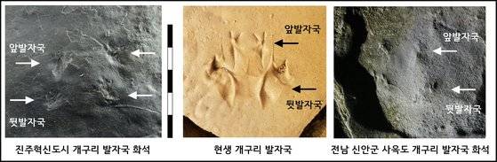 발견된 개구리 화석 사진. [사진 한국지질유산연구소]