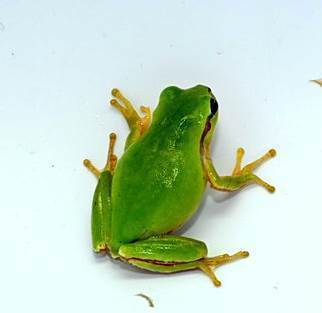 개구리 모습. [사진 경남양서류네트워크]