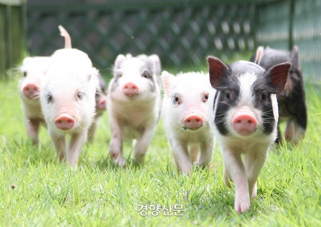 돼지. 농촌진흥청 제공