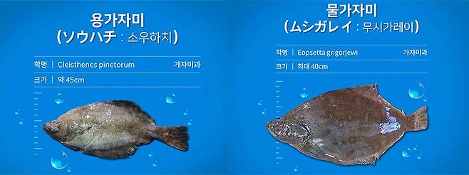 용가자미,물가자미/사진제공=인어교주해적단