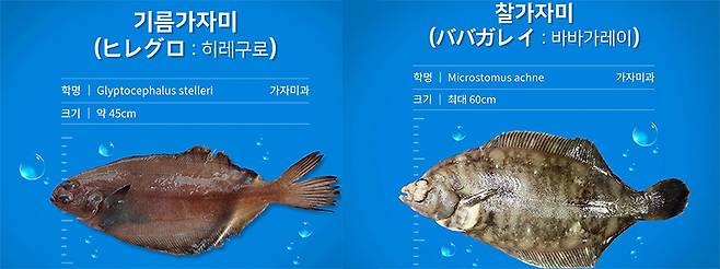 기름가자미, 찰가자미/사진제공=인어교주해적단