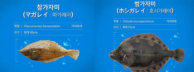 참가자미, 범가자미/사진제공=인어교주해적단
