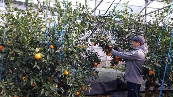 27일 제주 서귀포시 중문동 한 농가의 비닐하우스에서 농민이 1년간 키운 아수미 감귤을 따고 있다. 최충일 기자