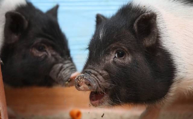 2019년 기해년은 “황금돼지띠의 해” 삼재는?