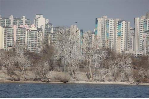 가마우지 배설물이 하얗게 쌓여있는 서울 한강 밤섬 모습. [사진=서울시]