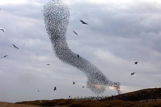 새헤 첫 날인 1일(현지시간) 찌르레기가 이스라엘 남부 라하트 지역 하늘에서 군무를 펼치고 있다. [로이터=연합뉴스]