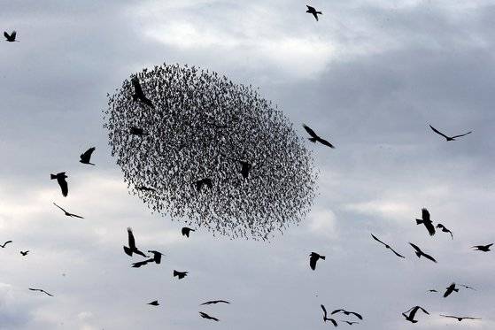 포식자 새가 나타나자 찌르레기 떼가 둥그런 모양을 만들어 접근을 막고 있다. [로이터=연합뉴스]