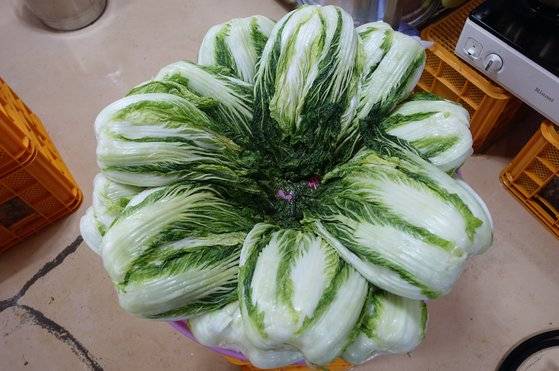 5년 동안 간수를 뺀 천일염으로 12시간 절인 배추.