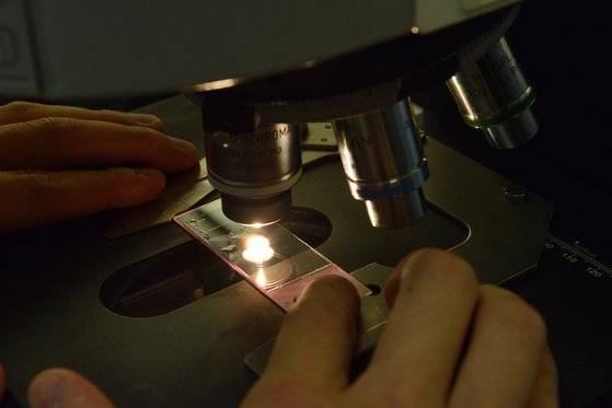 김치가 세계문화유산으로 지정되고 인기를 얻다 보니 몇몇 전문가가 유산균의 분리 동정을 시도했다. 발견되지 않았던 신종도 나와 종명에 'korea'를 붙이기도 하고 인하대학 모 교수는 자신이 발견한 신종에 'inha'라는 대학 이름도 붙였다. [중앙포토]